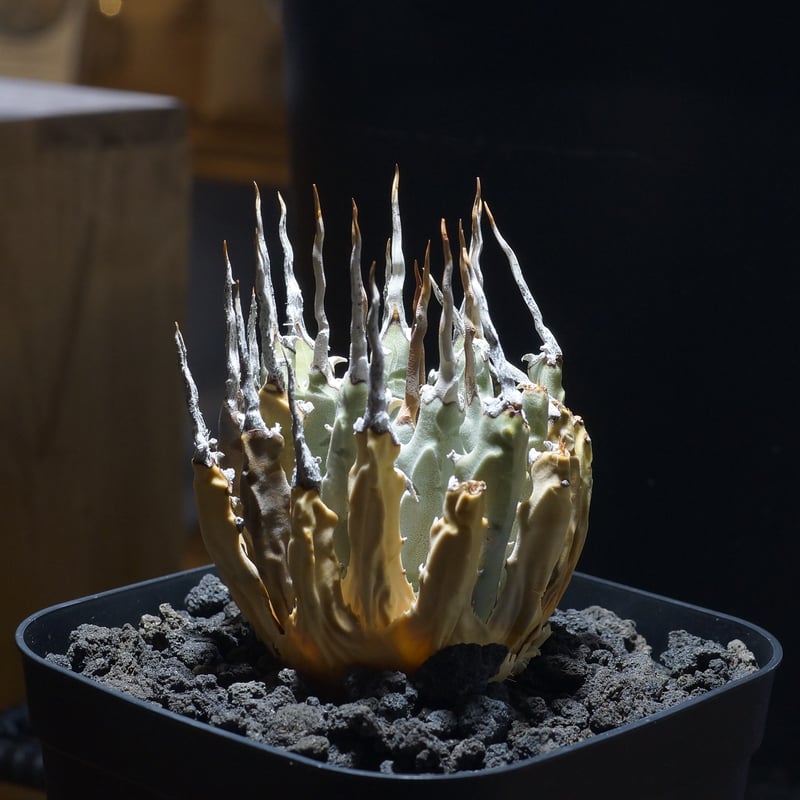 a72 アガベ ユタエンシス エボリスピナ アガベ ユタエンシス エボリスピナ / ES-07 | アガベ専門店 モンスター