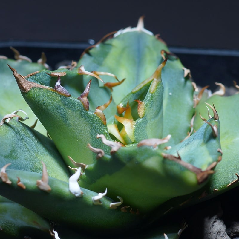 アガベ チタノタ 夕映厳竜 鉢付き（YB-01） | アガベ専門店 モンスター