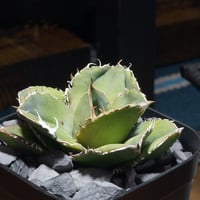 アガベ チタノタ シーザー 凱撒/ 毒刺産 cae-12 | アガベ専門店