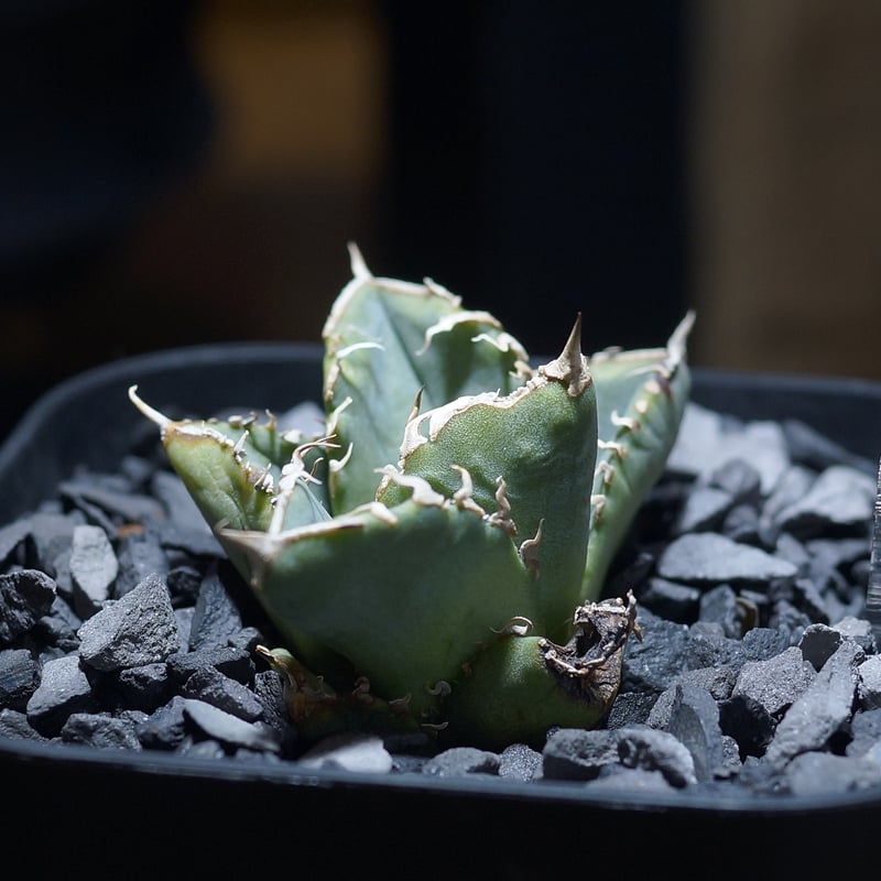 アガベ チタノタ 清櫻/ Dragon Agave産 so-01 | アガベ専門店 モンスタ