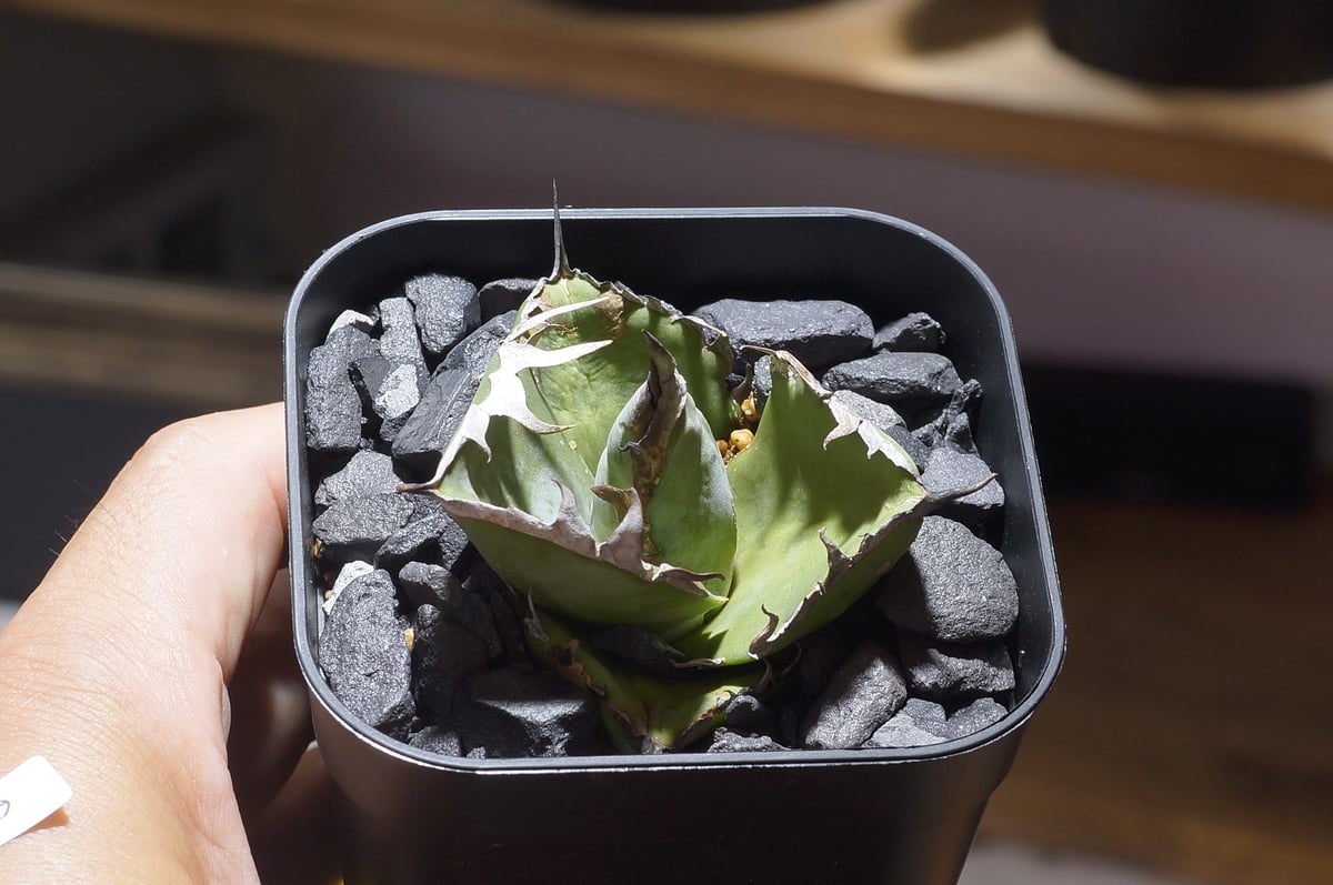 アガベ チタノタブルー 実生 5 アガベ チタノタブルー 沖縄実生 No.5 | mana's farm:塊根植物