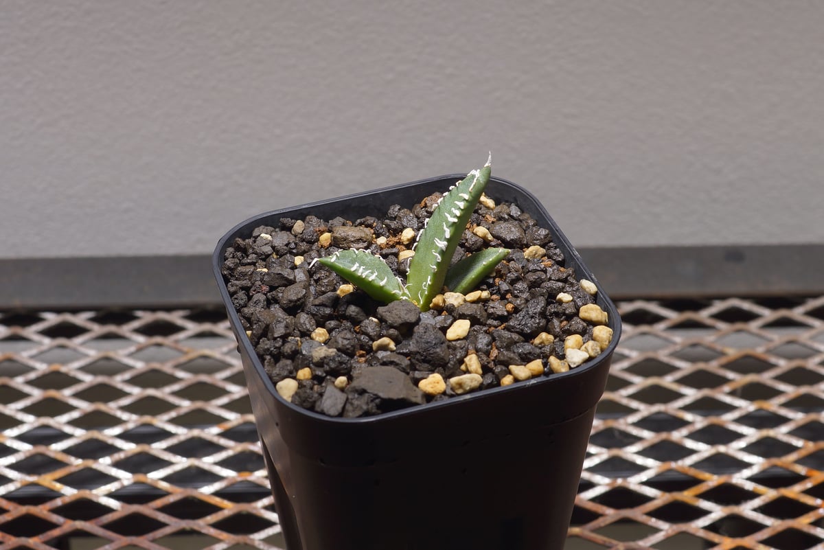 アガベ チタノタ 南アフリカダイヤモンド / SAD-01 | アガベ専門店