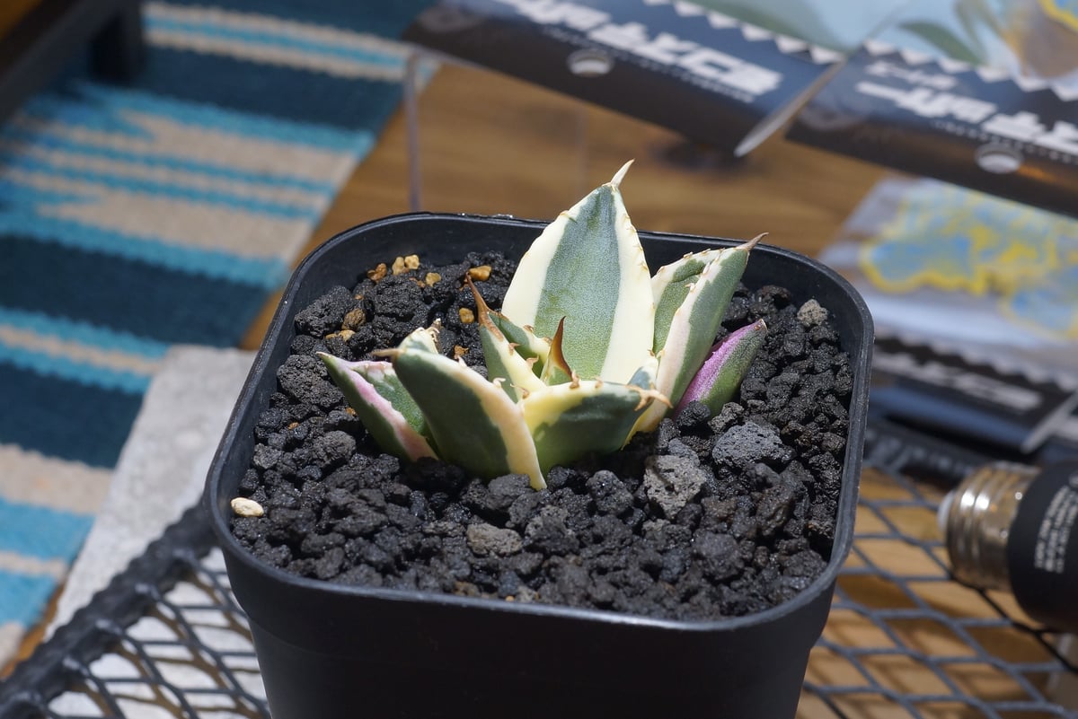 アガベ チタノタ スナグルトゥース 暴牙 /ST-01 | アガベ専門店