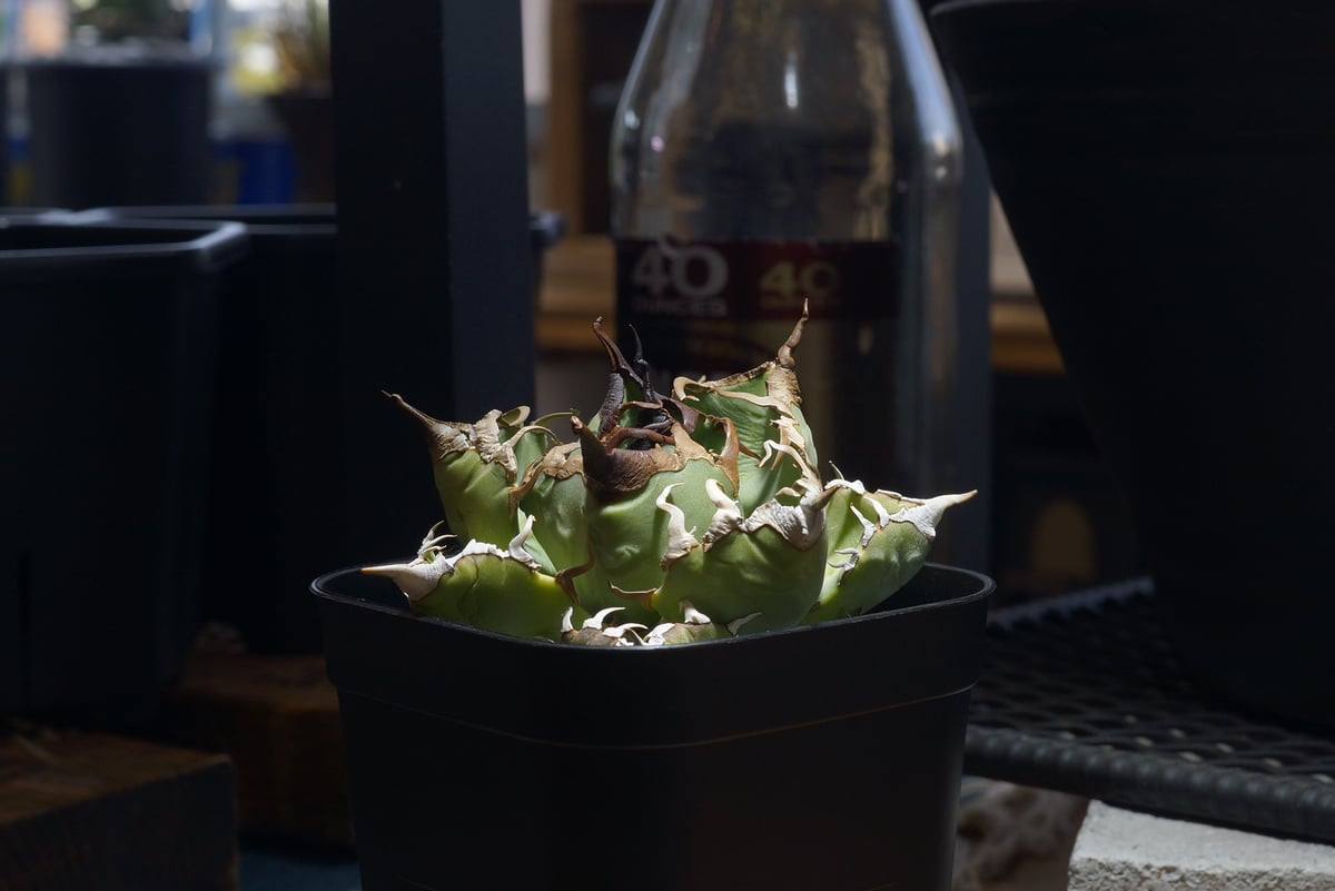 アガベ チタノタ 魔丸 / MG-20 | アガベ専門店 モンスターハウス