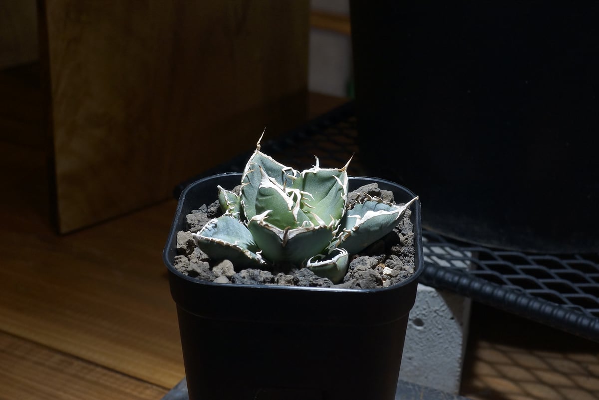 アガベ 　チタノタ　ブラックダイヤモンド とってもスタイリッシュメンズプランツ アガベ チタノタ ブラックダイヤモンド とってもスタイリッシュ