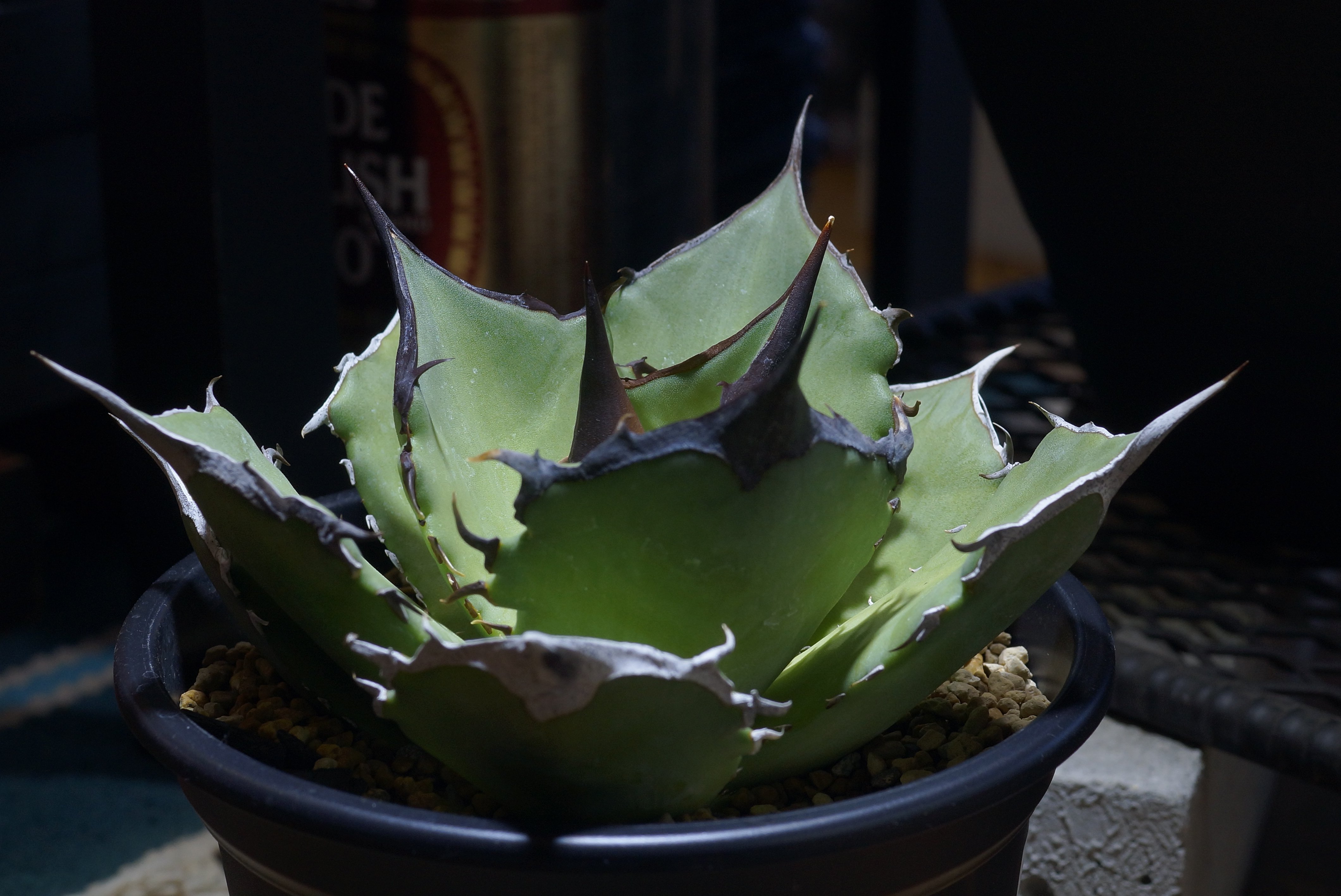 アガベ チタノタ Dennis040 キングアーサー Dragon Agave アガベ チタノタ Dennis 040 キングアーサー/ Dragon Agave産 D04