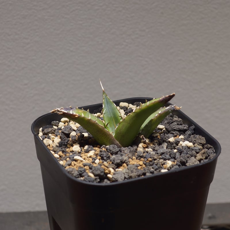 アガベ　チタノタ　ハデス　黒帝斯 アガベ チタノタ ハデス / 黒帝斯 HD-06 | アガベ専門店