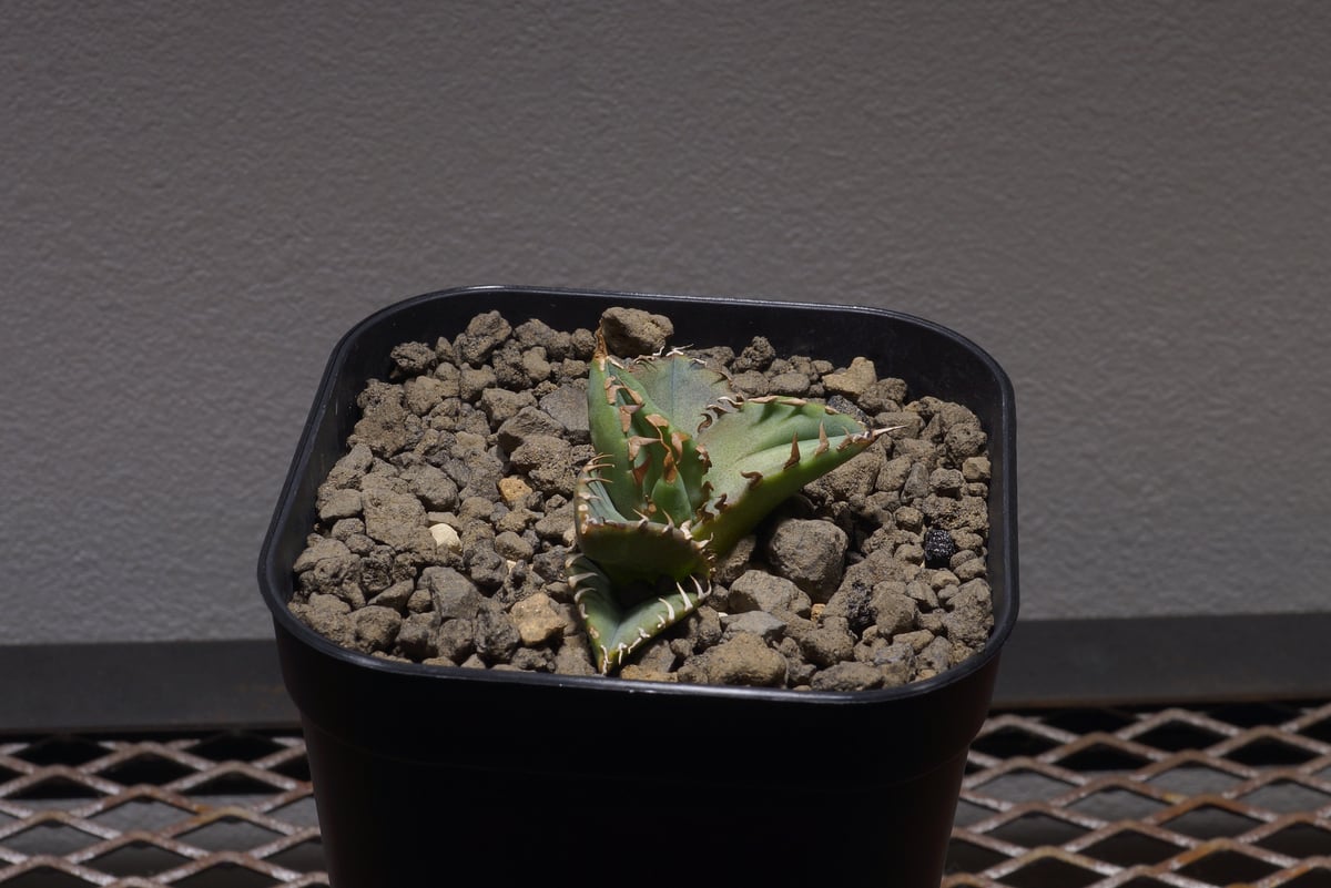 アガベ チタノタ 夕映厳竜/子株 YB-09 | アガベ専門店