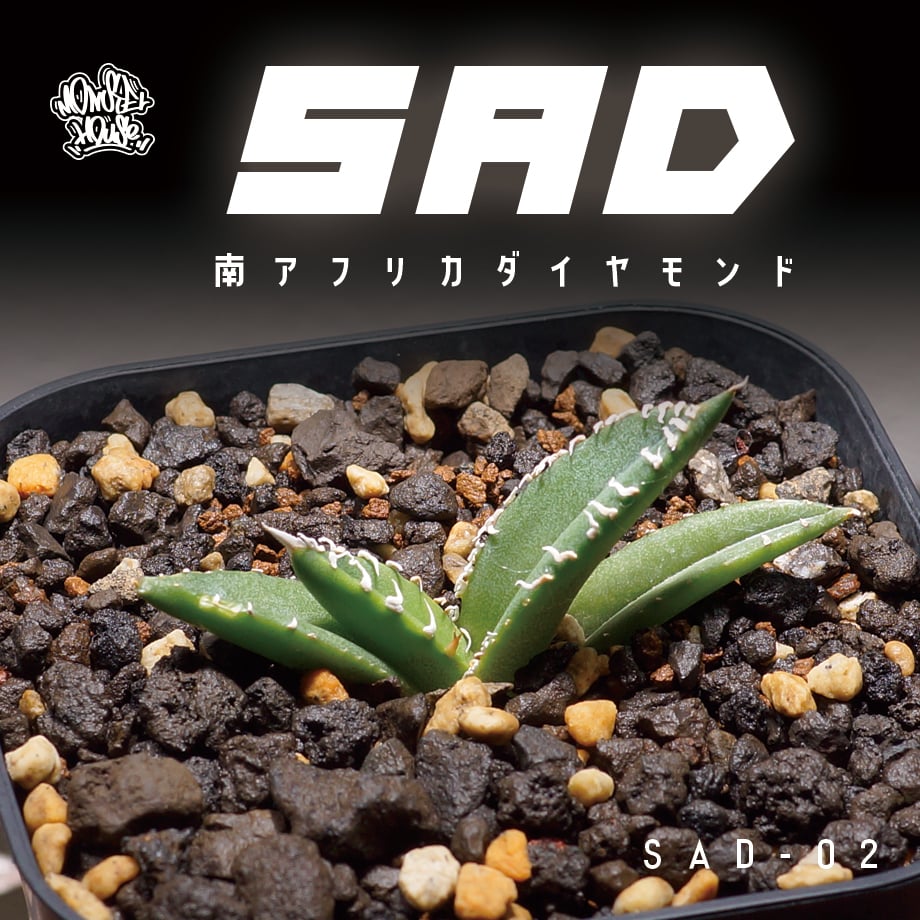 アガベ チタノタ 南アフリカダイヤモンド / SAD-02 | アガベ専門店