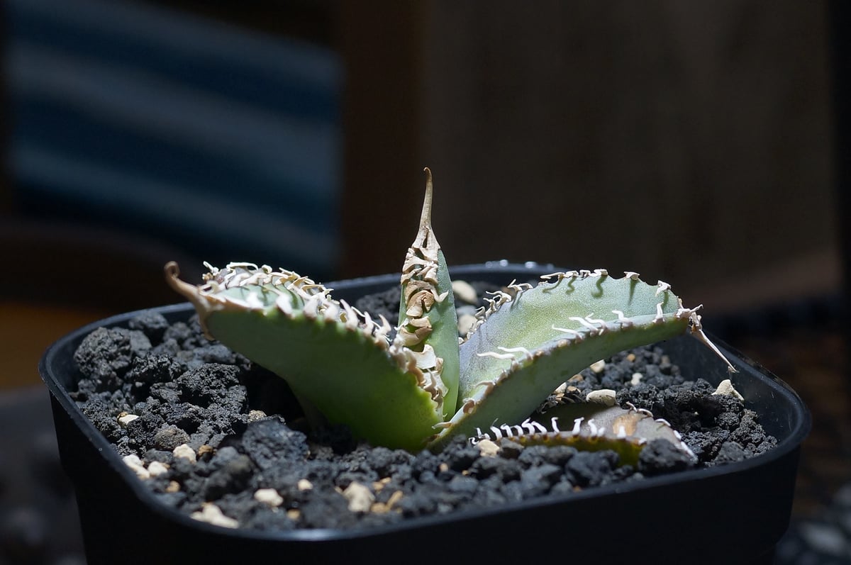 Agave titanota 日冕(コロナ)大 台湾ゴジラ アガベ チタノタ Agave Titanota 