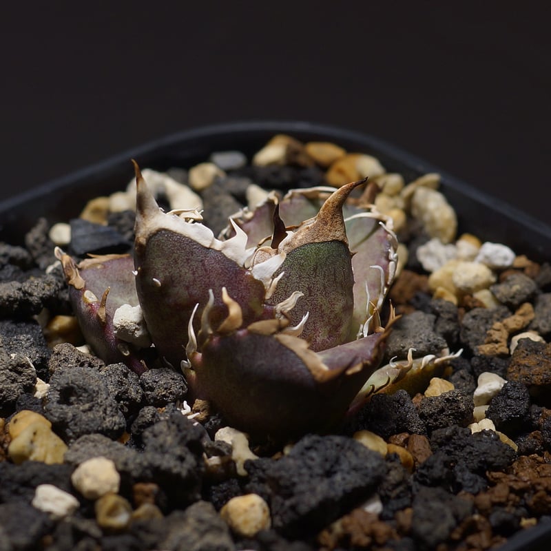 【お買い得】アガベ　3セット　ハデス　レッドキャット　狼人　検チタノタ　オテロイ アガベ チタノタ レッド キャットウィーズル（赤猫）033