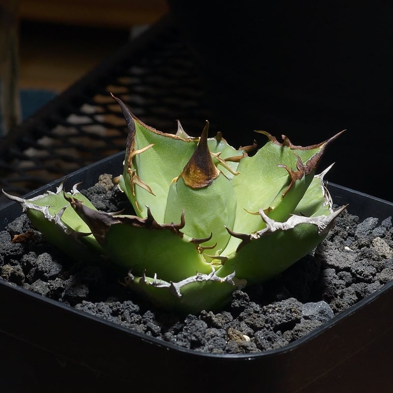 アガベ チタノタ 白犀牛/ wr-07 | アガベ専門店 モンスターハウス