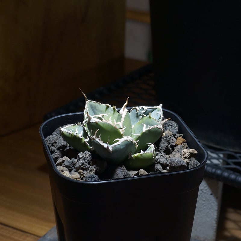 アガベ チタノタ 南アフリカダイヤモンド / SAD-06 | アガベ専門店