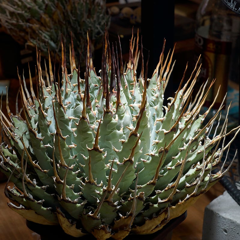 68 アガベ ユタエンシス　エボリスピナ アガベ ユタエンシス エボリスピナ / ES-18 | アガベ専門店 モンスター