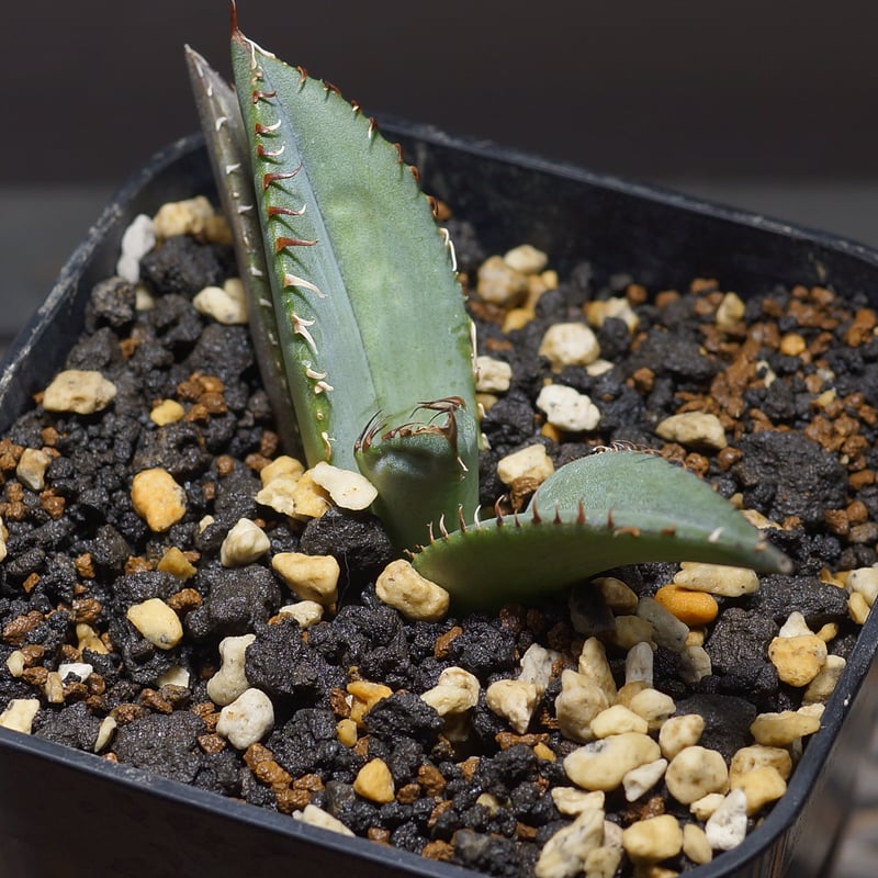 アガベ チタノタ 黒犀牛 クロサイ / blr-01 | アガベ専門店 モンスター