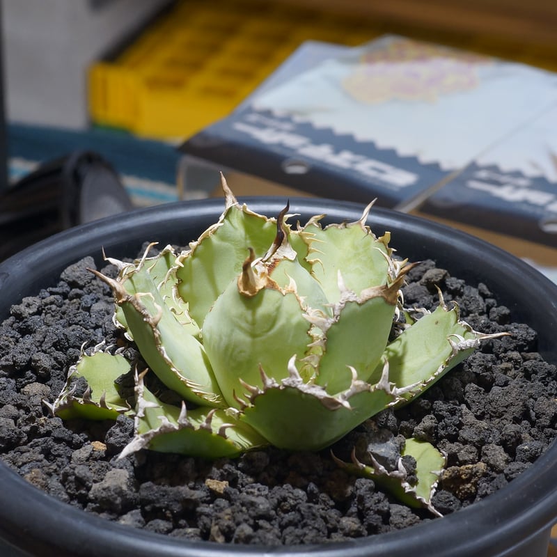 アガベ チタノタ フィリグリー /fg-04 | アガベ専門店 モンスターハウス