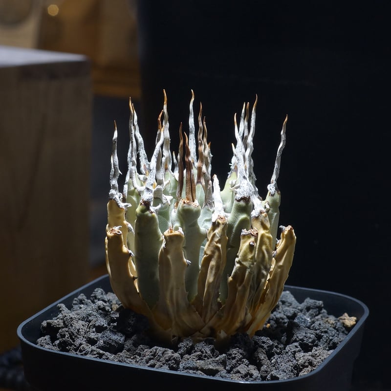 アガベ ユタエンシス エボリスピナ / ES-07 | アガベ専門店 モンスター