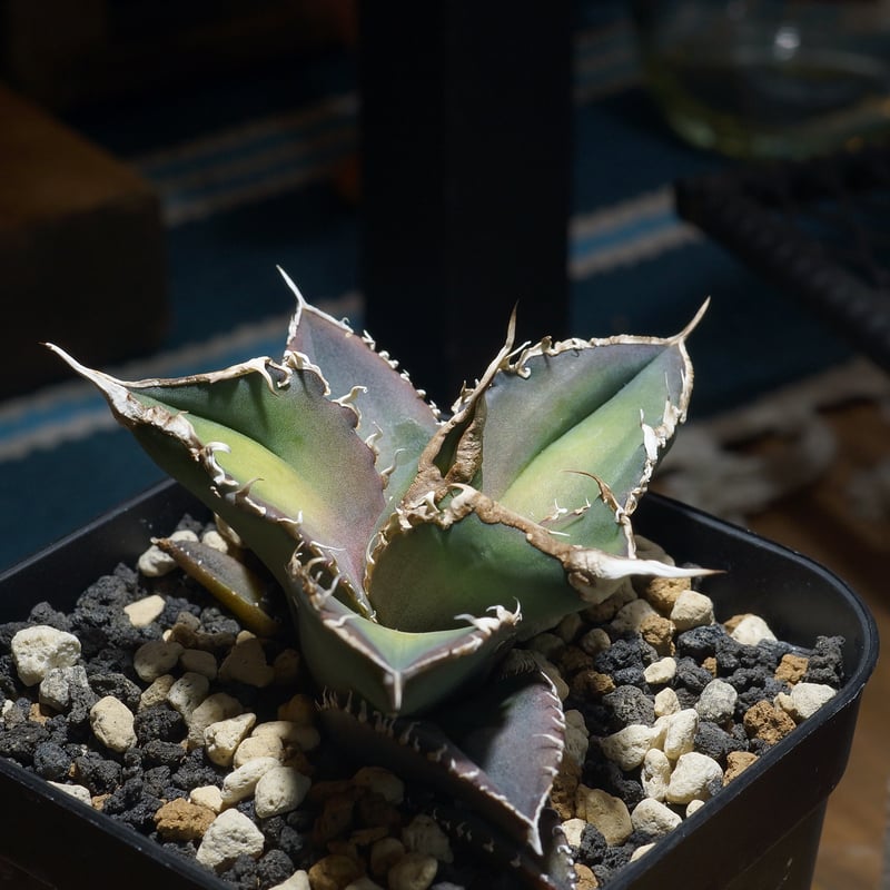 アガベ チタノタ 緑幽霊 / GG-06 | アガベ専門店 モンスターハウス