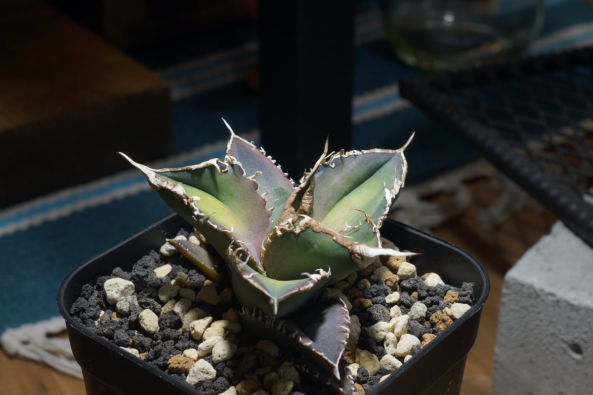 アガベ　緑幽霊Green ghost 鉢付　土、日限定割引 アガベ チタノタ 緑幽霊 / GG-06 | アガベ専門店 モンスターハウス