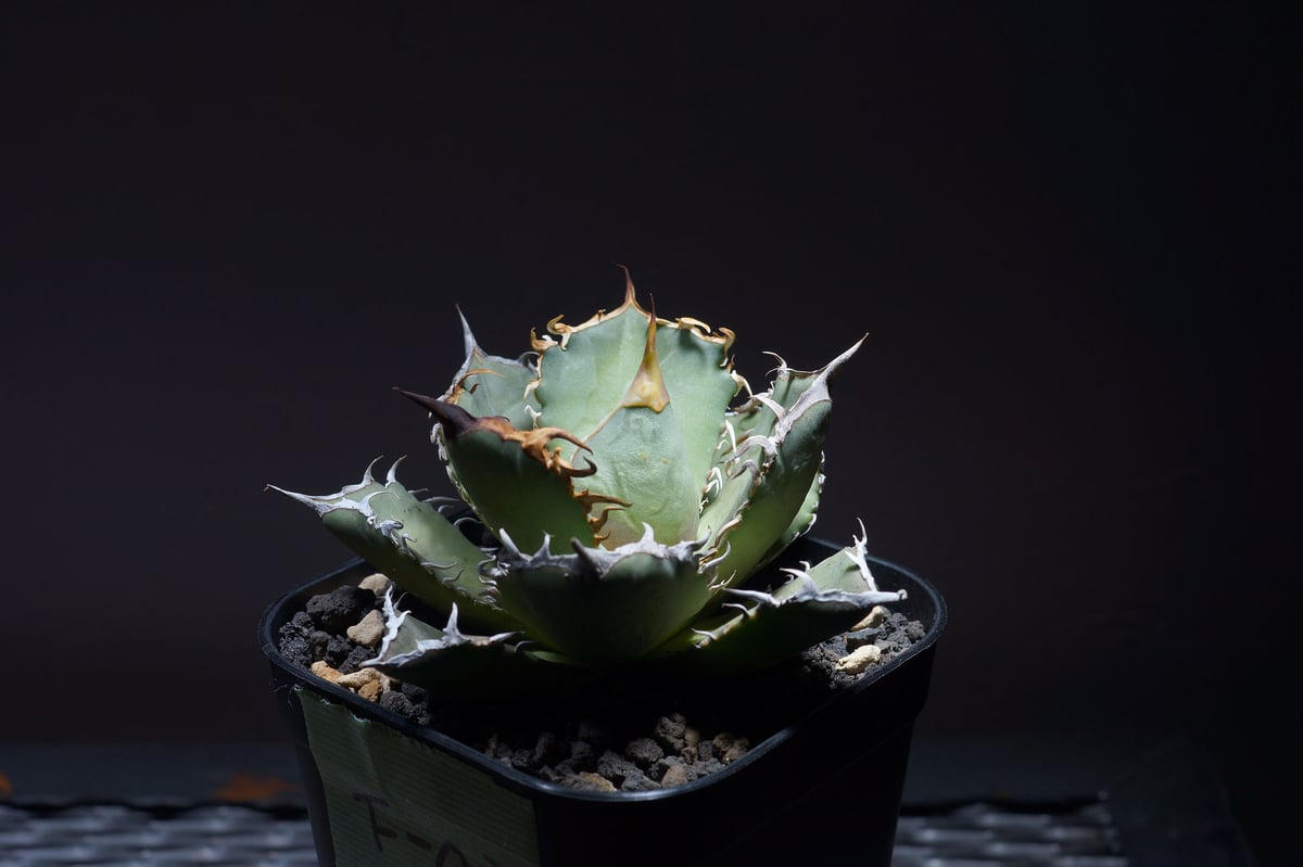 強棘選抜】アガベオテロイFO-76（F-03）インドネシア輸入株 | アガベ