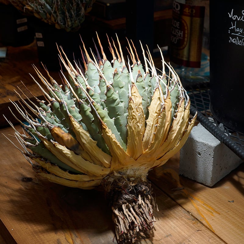 アガベ ユタエンシス エボリスピナ / ES-18 | アガベ専門店 モンスター