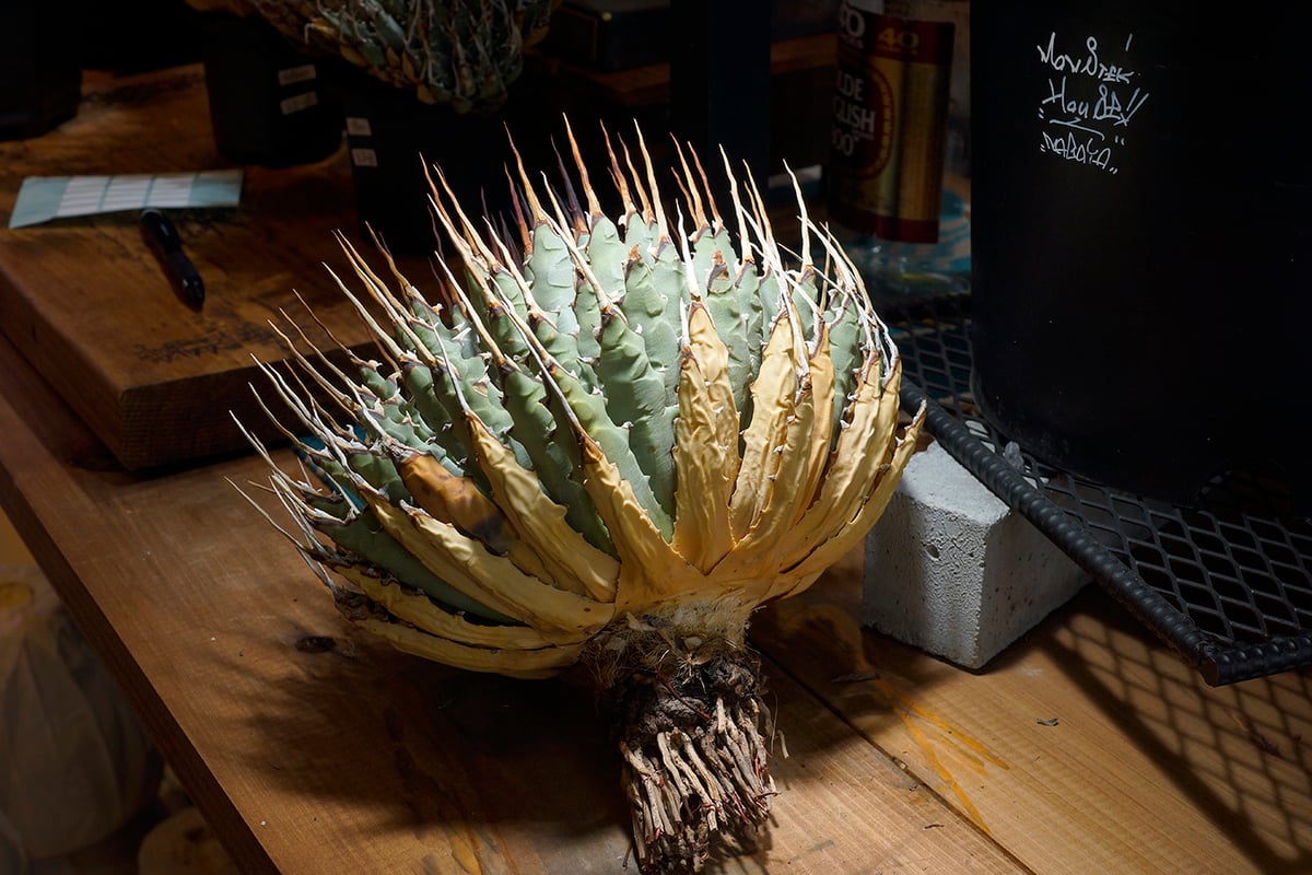 アガベ ユタエンシス エボリスピナ / ES-18 | アガベ専門店 モンスター