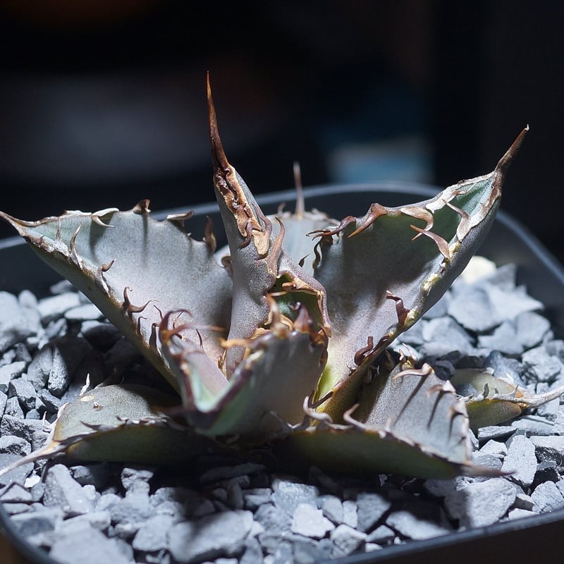 アガベ チタノタ 猟豹/ Dragon Agave産 ct-01 | アガベ専門店 モンスタ