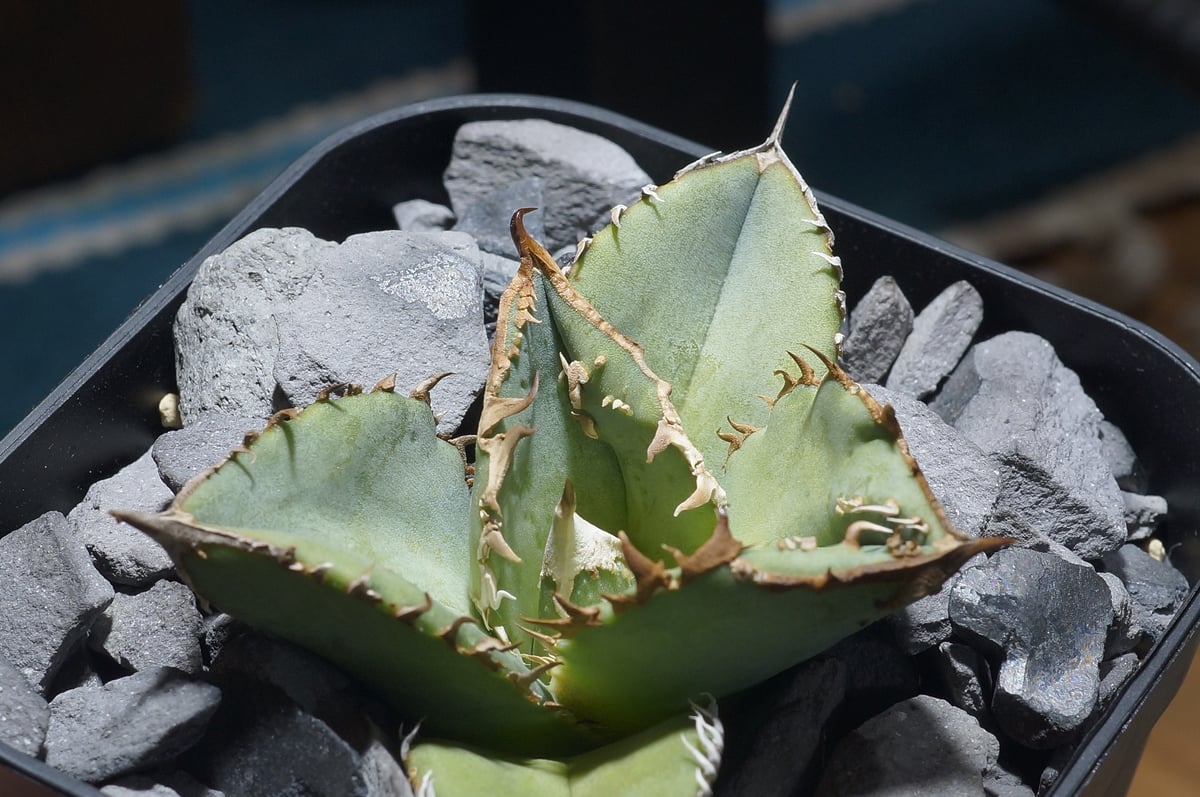 アガベ　チタノタ　鰐亀　子株 アガベ・チタノタ 鰐亀（芽）-001｜agave titanota alligator sna