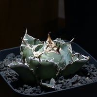 アガベ チタノタ 白鯨/ww-28