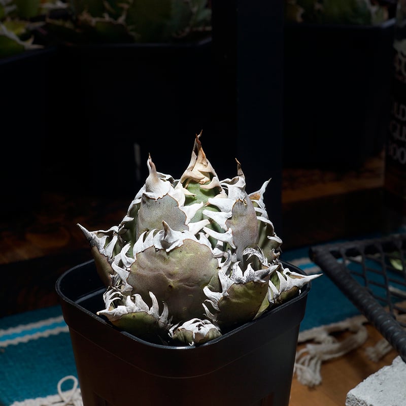 アガベ チタノタ レッドキャットウィーズル / 赤猫 RC-16 | アガベ専門