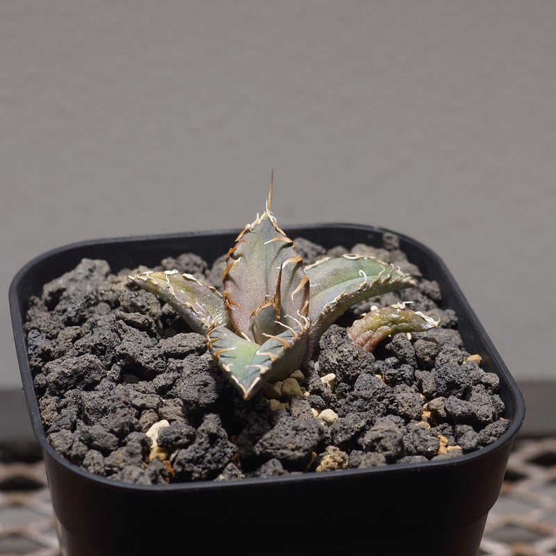 アガベ チタノタ シャークソウイ 子株 SS-09 | アガベ専門店