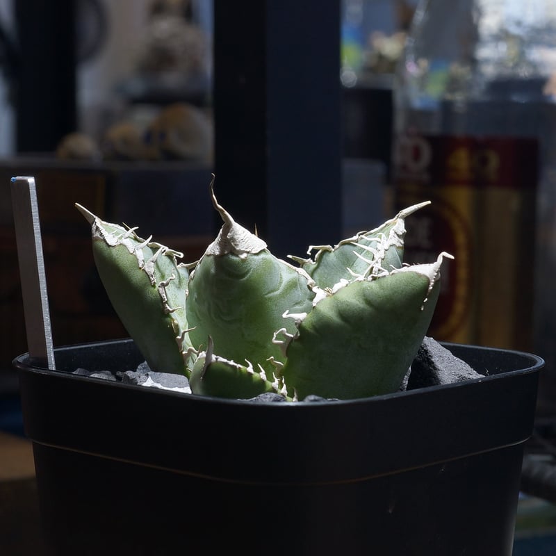 アガベ チタノタ 悪魔くん ak-01 | アガベ専門店 モンスターハウス