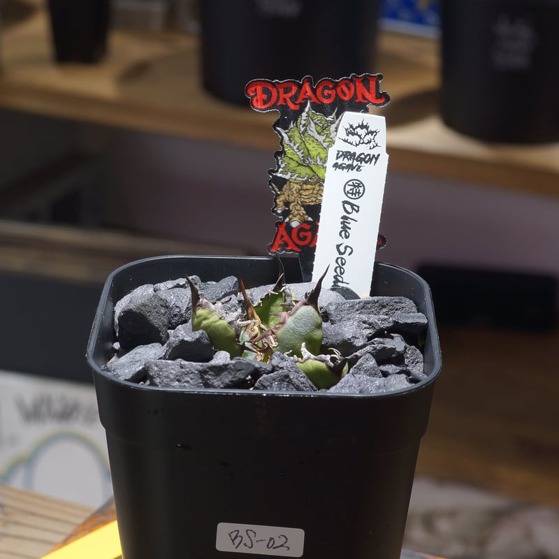 アガベ チタノタ ブルー実生/ Dragon Agave産 bs-02 | アガベ専門店 モ
