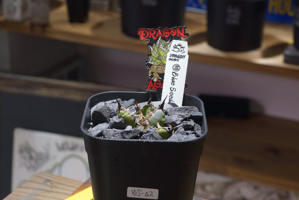アガベ チタノタ ブルー実生/ Dragon Agave産 bs-02 | アガベ専門店 モ
