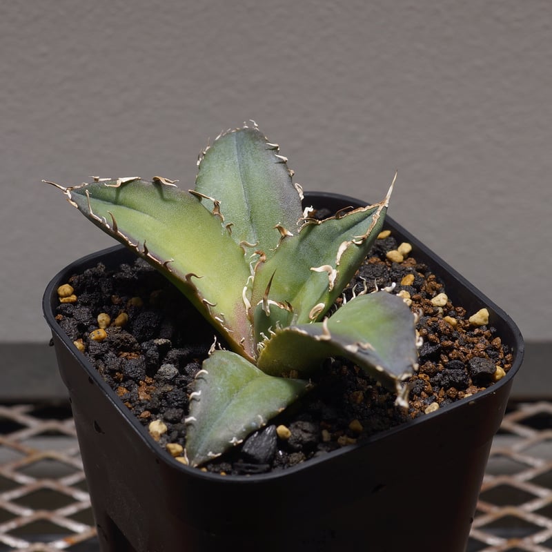 アガベ チタノタ 白鯨 アガベ・チタノタ ”白鯨” 3.5号鉢 | | チタノタ銘品シリーズ | 四国