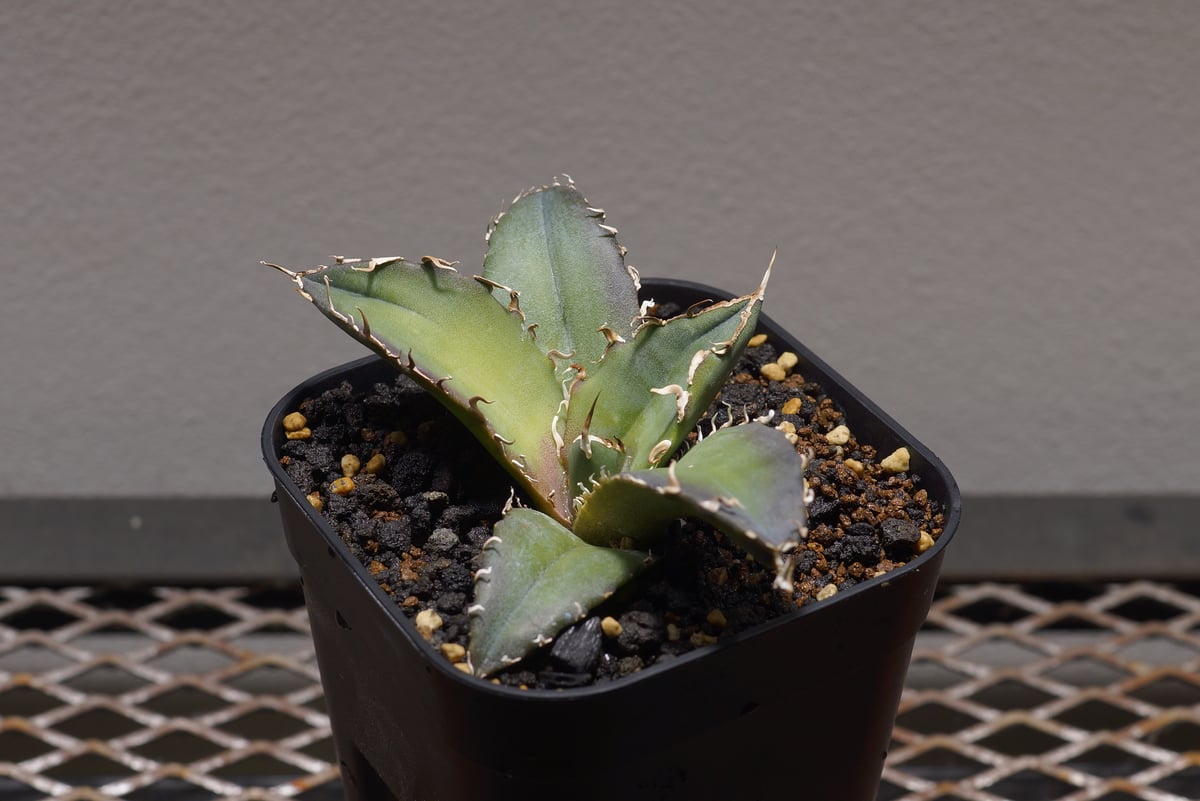 アガベ チタノタ 白鯨/ww-22 | アガベ専門店 モンスターハウス