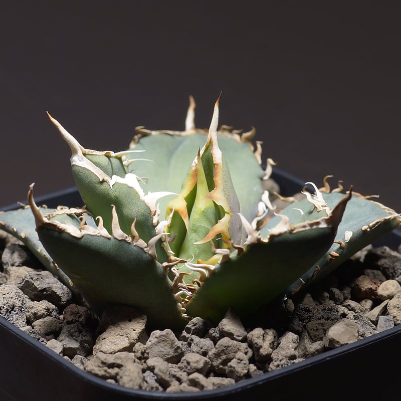 アガベ オテロイ FO-76/子株 F-26 | アガベ専門店 モンスターハウス