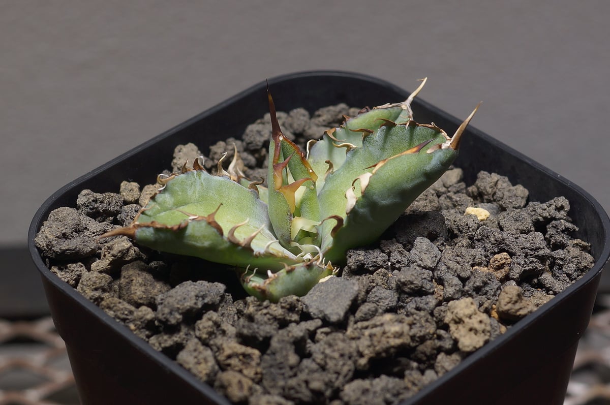 アガベ チタノタ ブラックアンドブルー/bb-36 | アガベ専門店