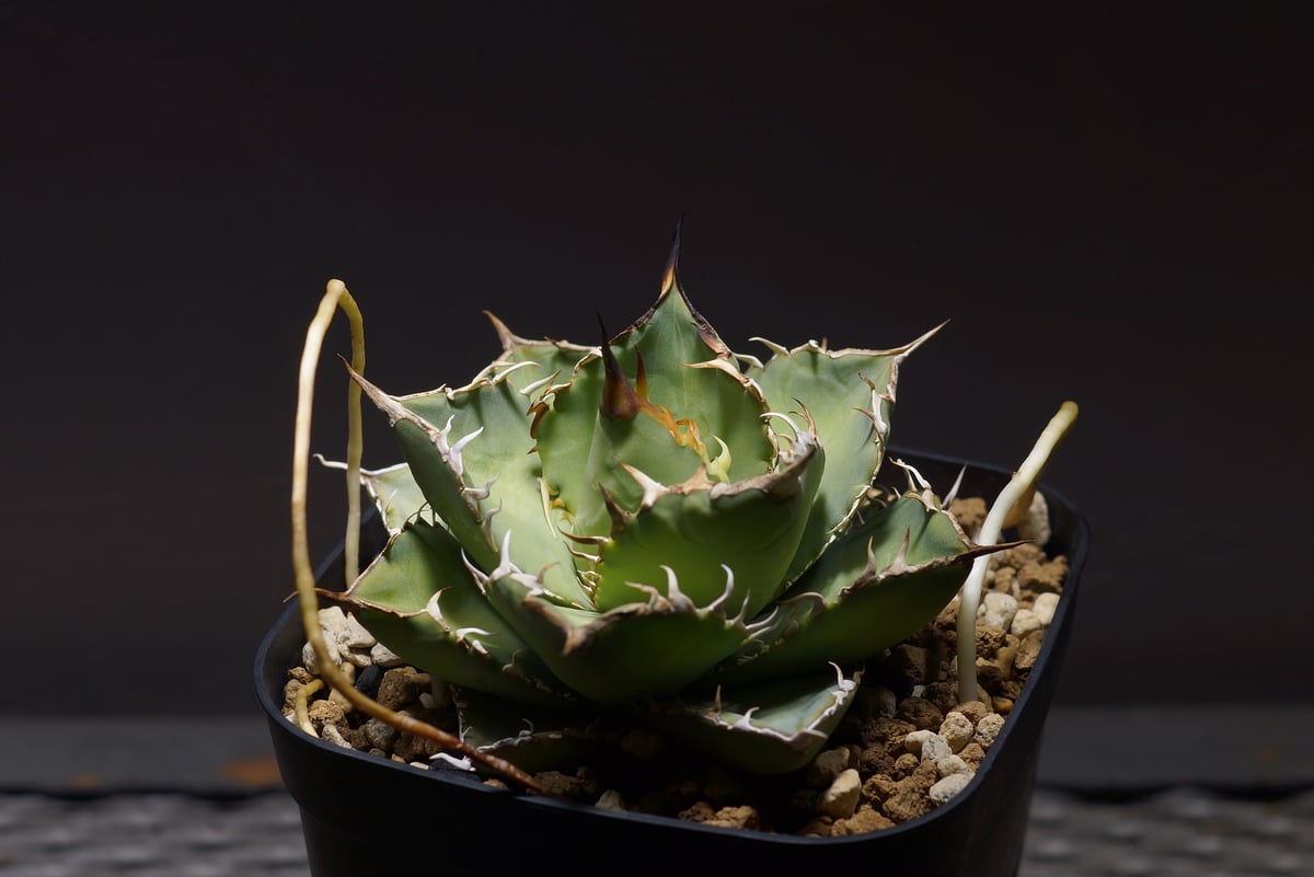 アガベ チタノタ 覇王竜 HR-01 | アガベ専門店 モンスターハウス