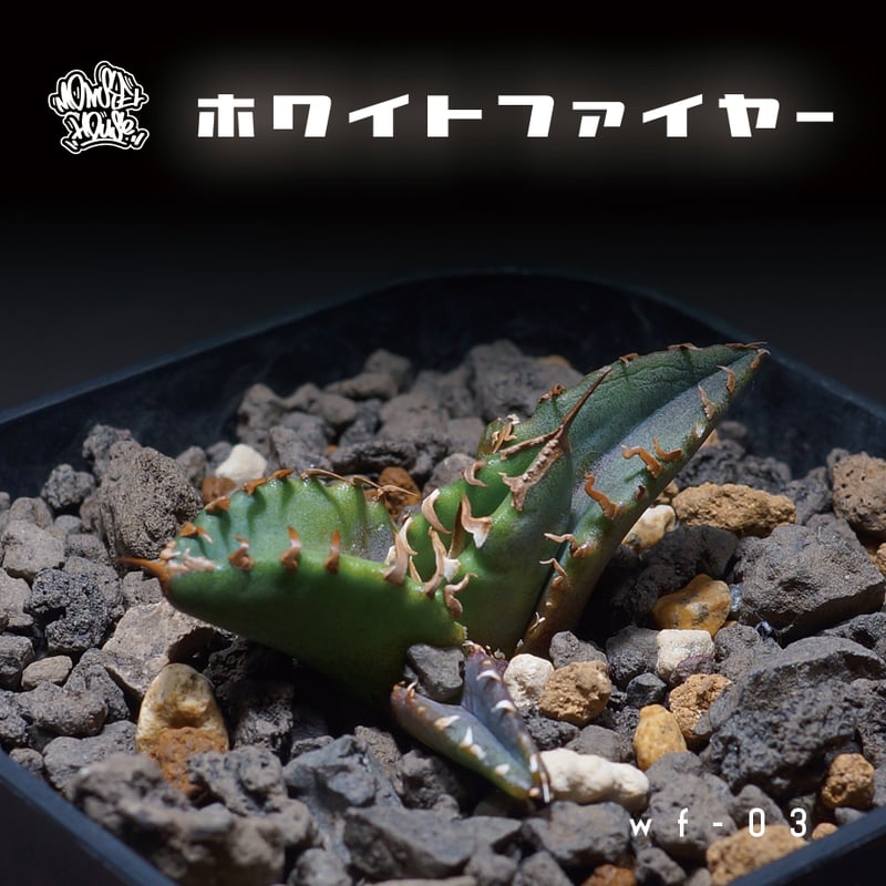 アガベ チタノタ ホワイトファイヤー/白火焔 WF-03 | アガベ専門 アガベ チタノタ ホワイトファイヤー/白火焔 WF-03 | アガベ専門