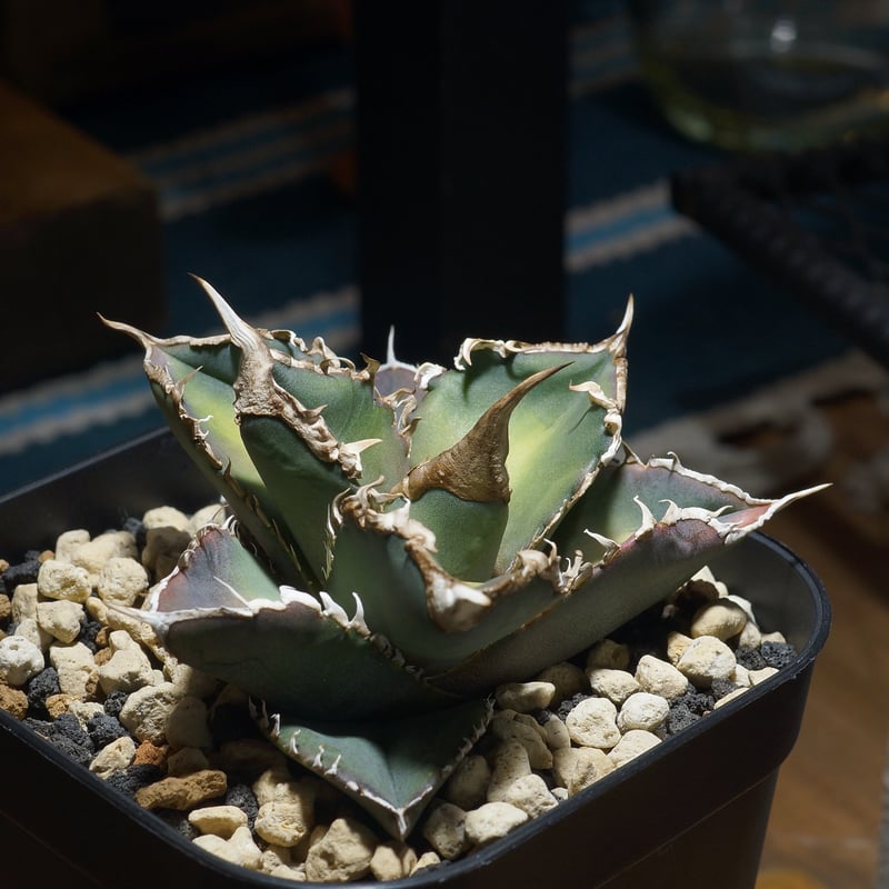 アガベ チタノタ 緑幽霊 / GG-07 | アガベ専門店 モンスターハウス