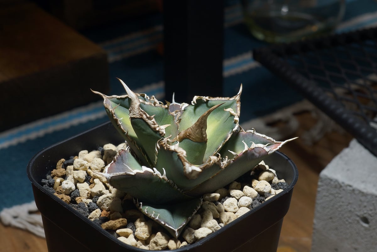 アガベ チタノタ 緑幽霊 / GG-07 | アガベ専門店 モンスターハウス