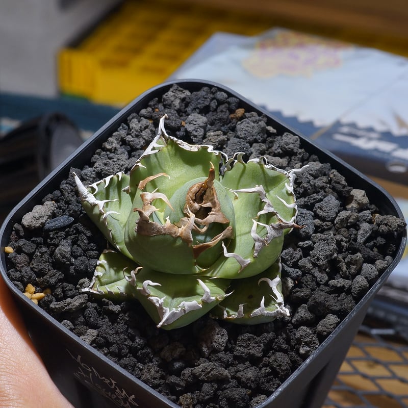 アガベ チタノタ 魔丸 / MG-07 | アガベ専門店 モンスターハウス