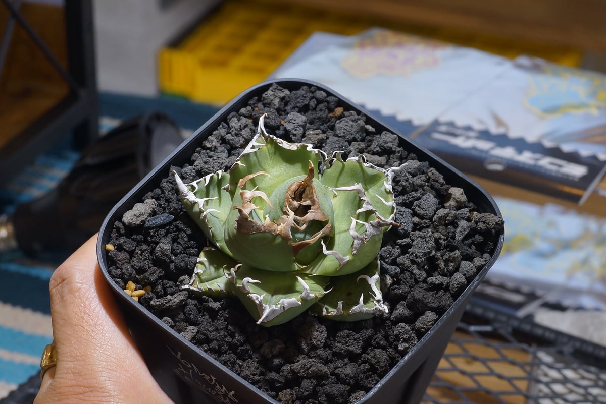 アガベ チタノタ 魔丸 / MG-07 | アガベ専門店 モンスターハウス