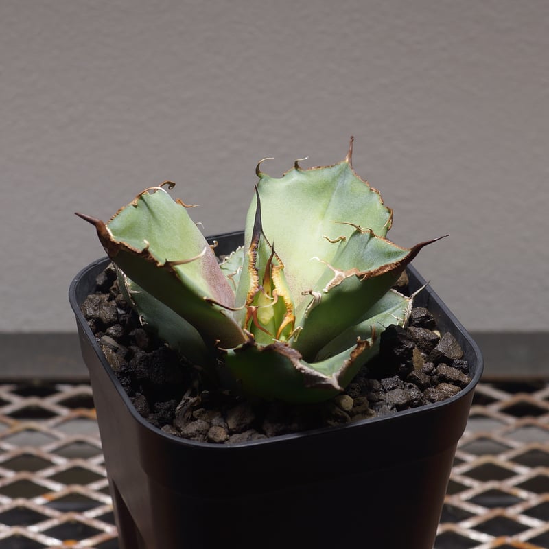 アガベ 68516074e4f71a9c14bae6c8edf6b2