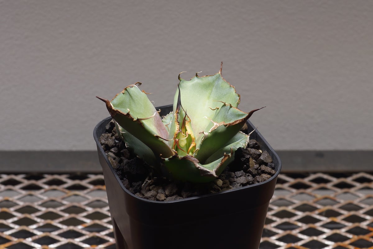 アガベ チタノタ 黒豹/子株 BP-07 | アガベ専門店 モンスターハウス