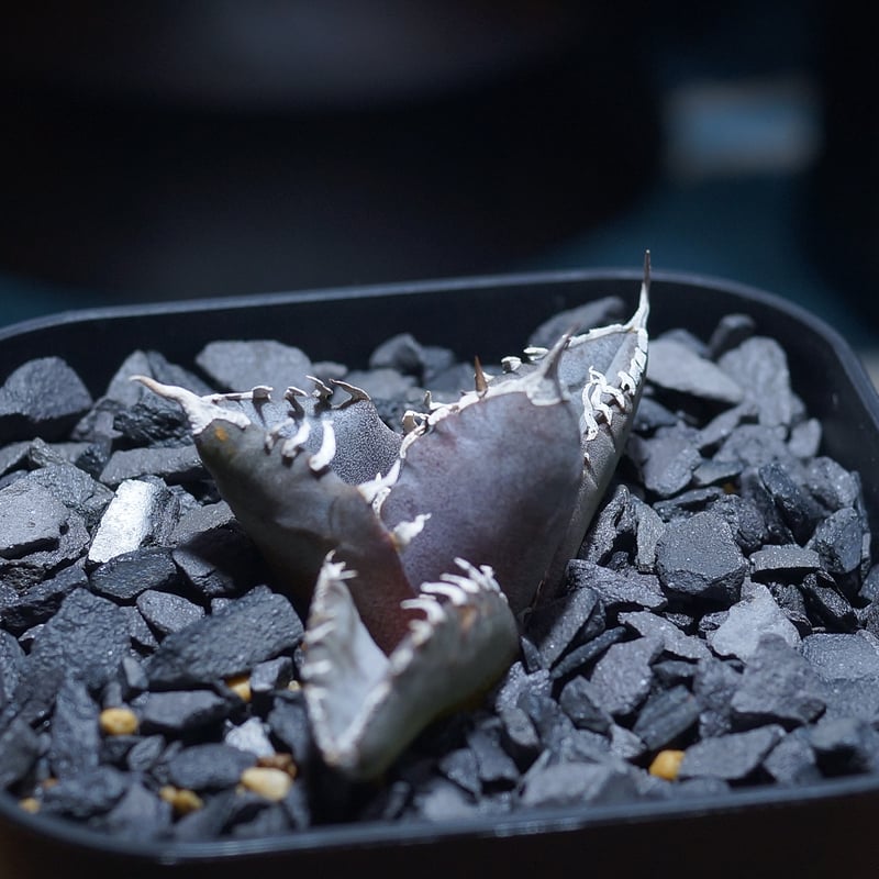 アガベ チタノタ 汪達/ Dragon Agave産 wd-01 | アガベ専門店 モンスタ