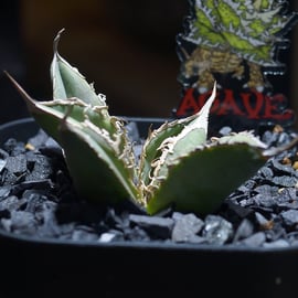 台湾人気ナーセリー株 発売 | アガベ専門店 モンスターハウス