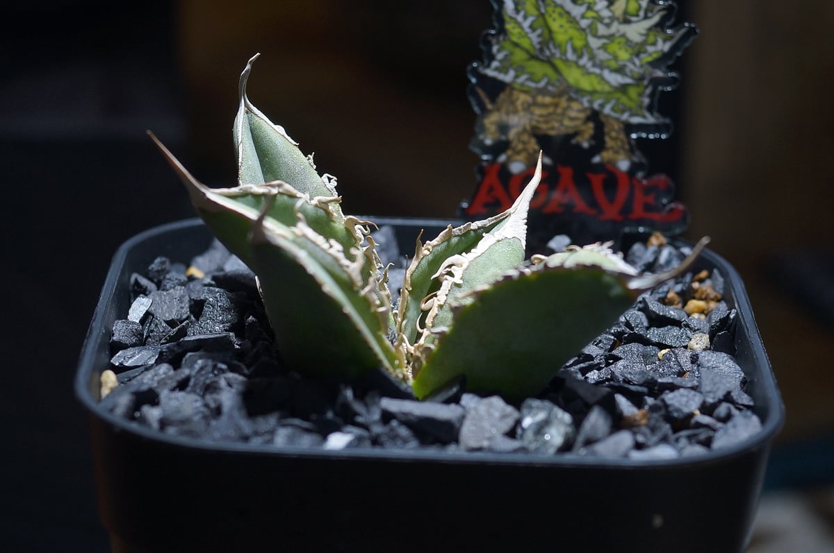 アガベ　チタノタ　X犀牛　子株A　dennis051？ アガベ チタノタ X犀牛/ Dragon Agave産 xr-01 | アガベ専門店 モンス