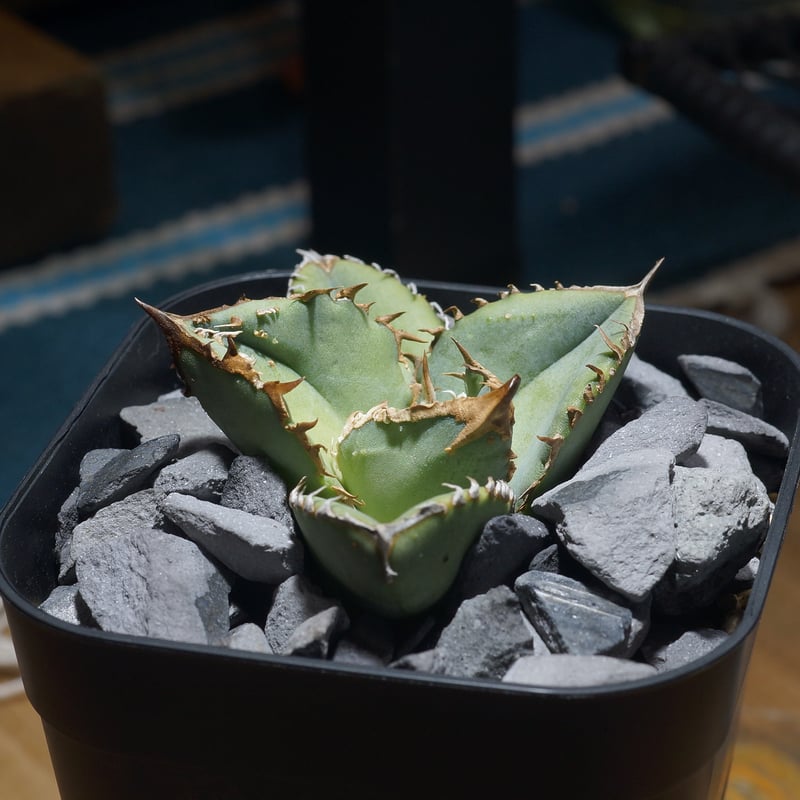 アガベ チタノタ 鰐亀 / WG-01 | アガベ専門店 モンスターハウス